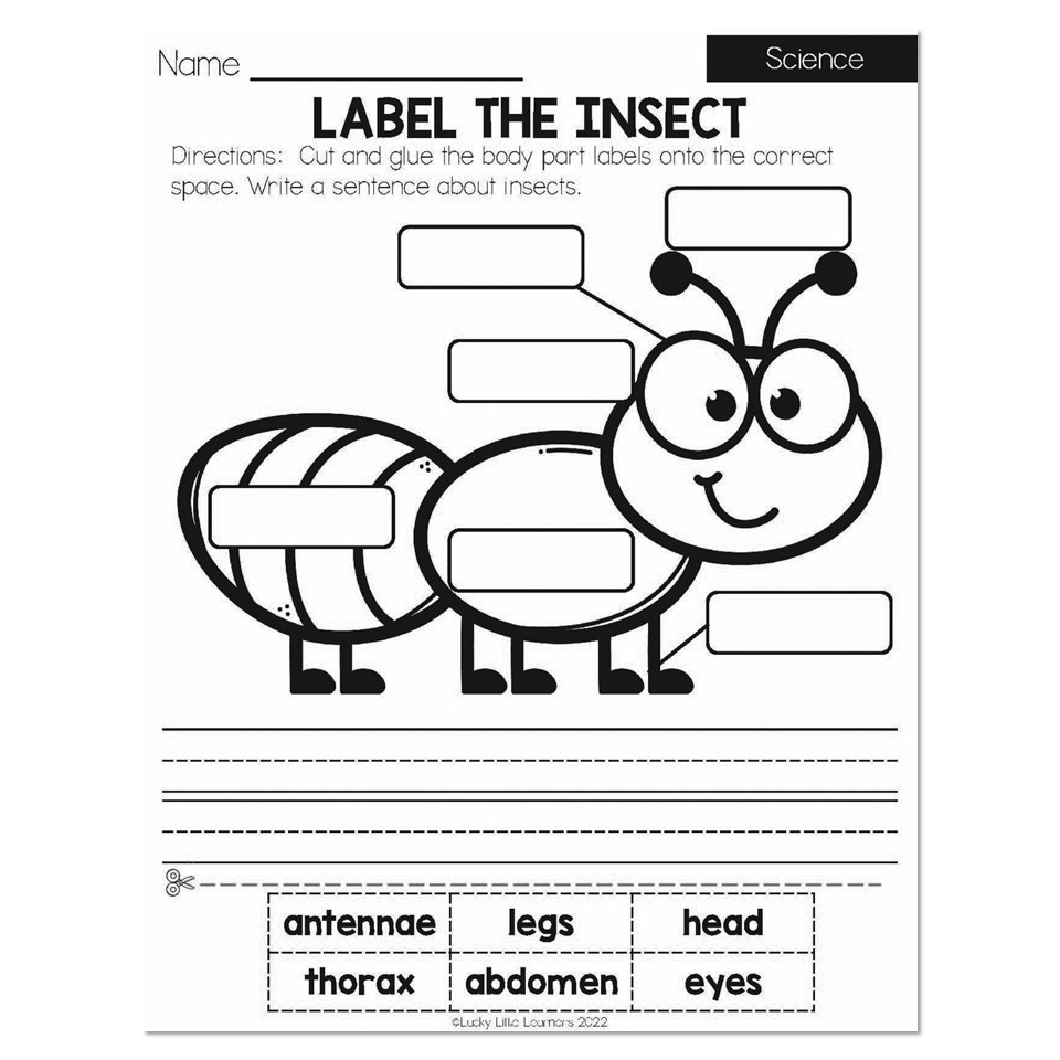 Black Bear Informational Worksheet First Grade Science Forest Worksheets Library Black Bear Informational Worksheet First Grade Science Forest Worksheets Library