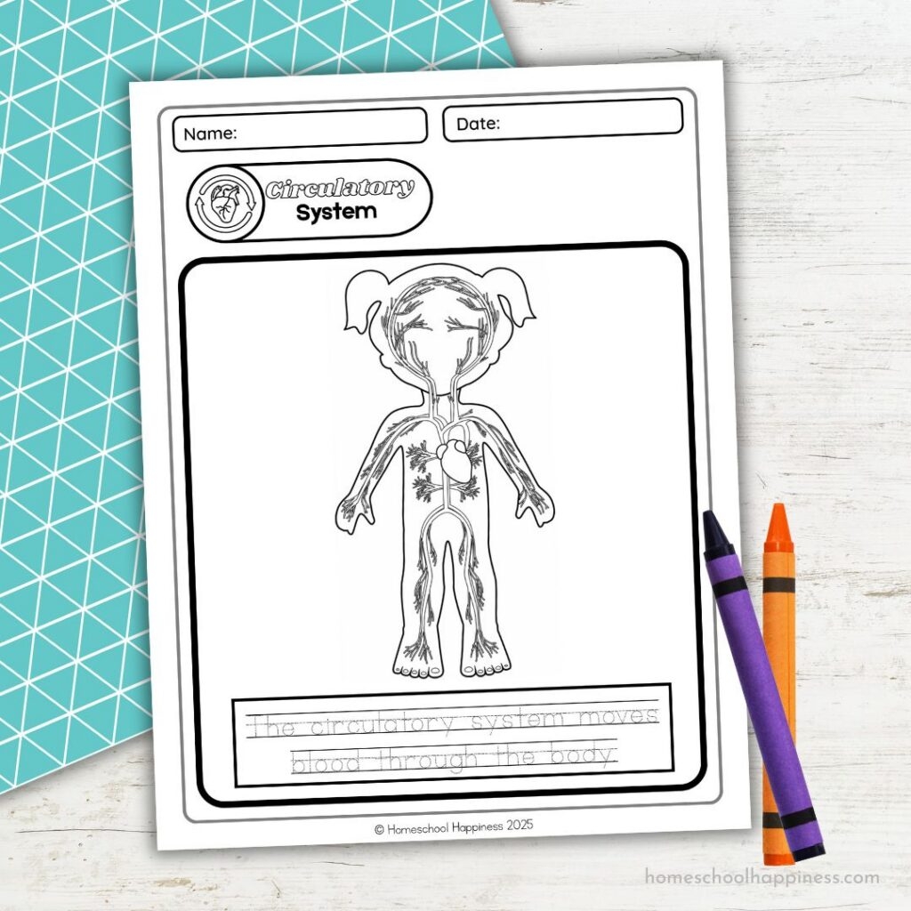 Circulatory System Coloring Sheet For Homeschool Kids Circulatory System Coloring Sheet For Homeschool Kids