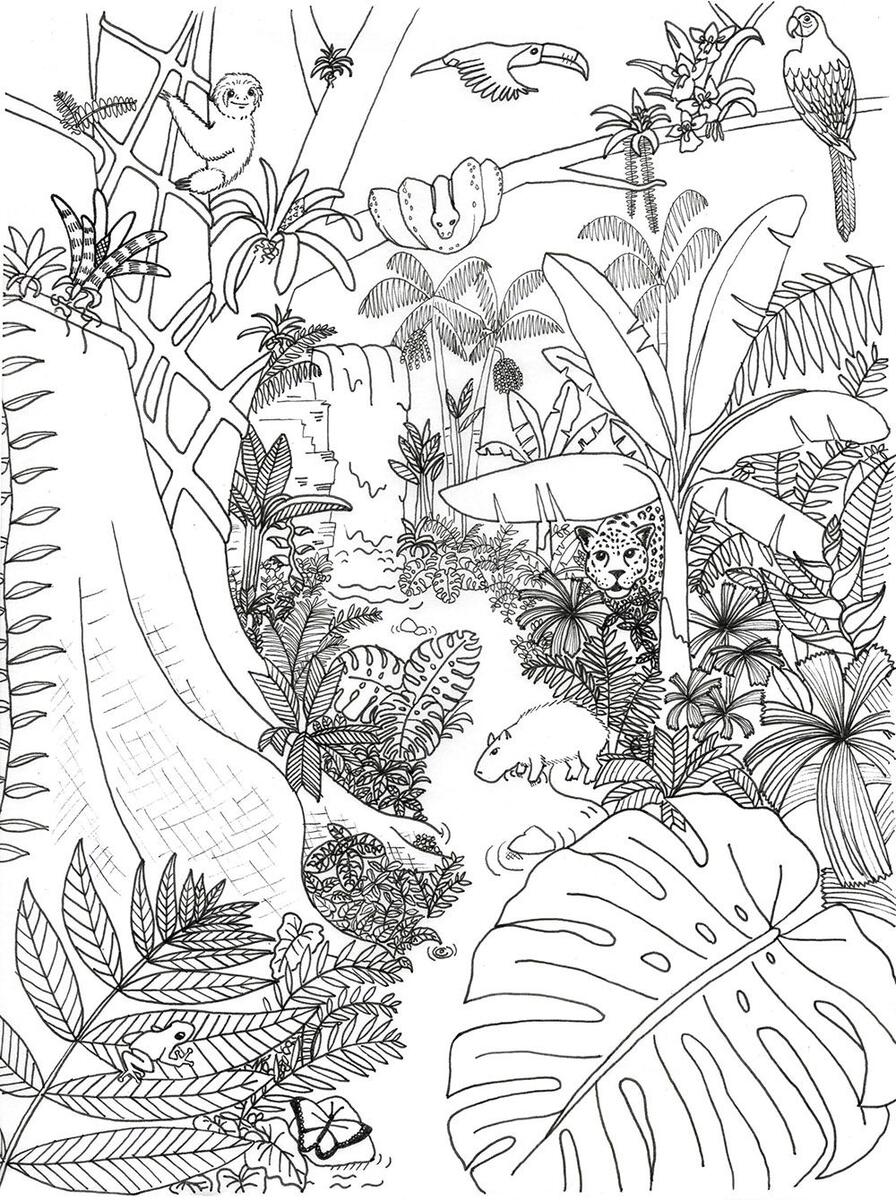 Coloring Pages Archives Rainforest Alliance Coloring Pages Archives Rainforest Alliance