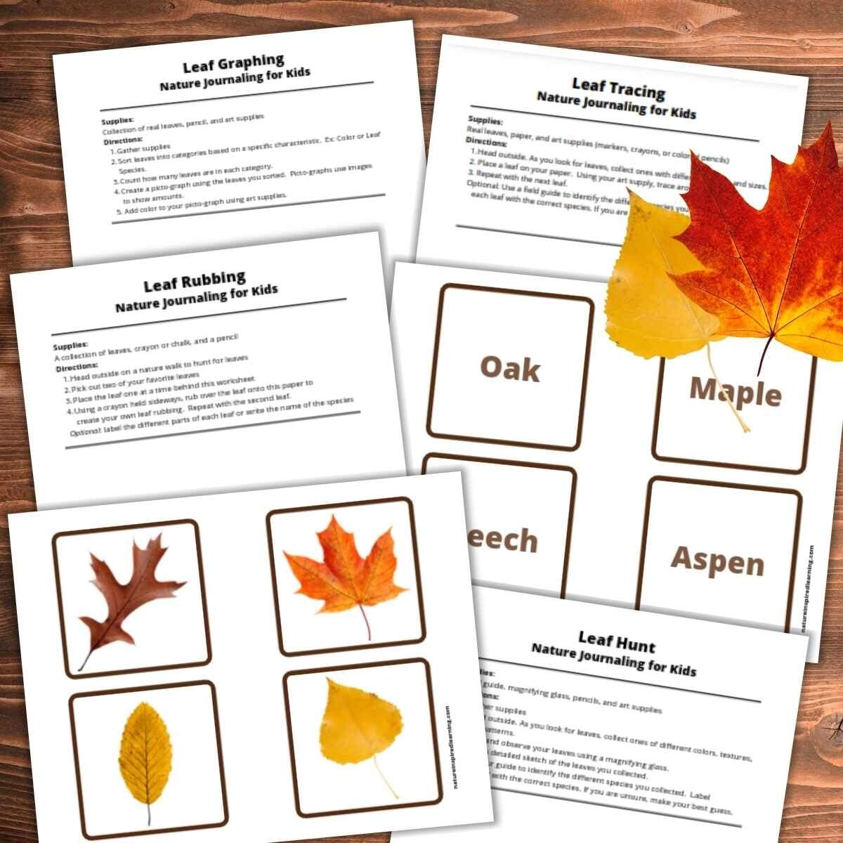 Fall Leaf Printables And Activities For Kids Fall Leaf Printables And Activities For Kids