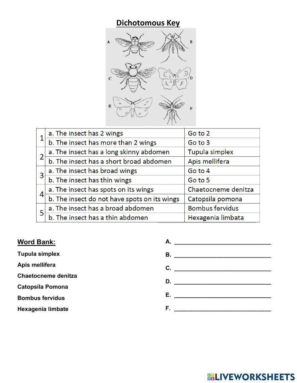 Free Dichotomous Keys Worksheet Download Free Dichotomous Keys Worksheet Png Images Free Worksheets On Clipart Library Printable Dichotomous Key Worksheets Download