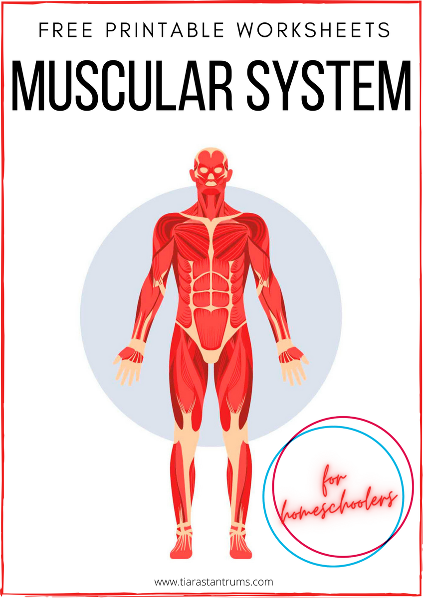 FREE Muscular System Worksheets Printable Tiaras Tantrums Worksheets Library FREE Muscular System Worksheets Printable Tiaras Tantrums Worksheets Library