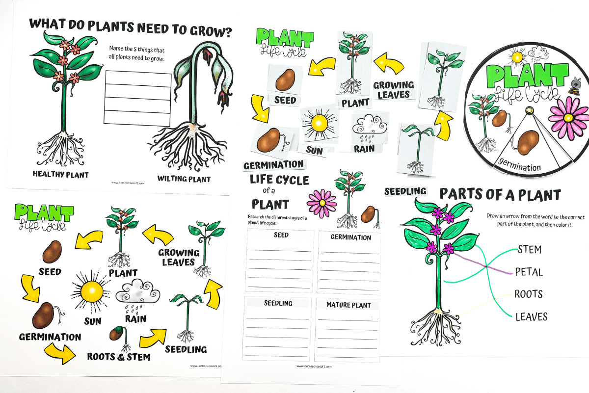 Free Plant Life Cycle Worksheet For Kids Free Plant Life Cycle Worksheet For Kids