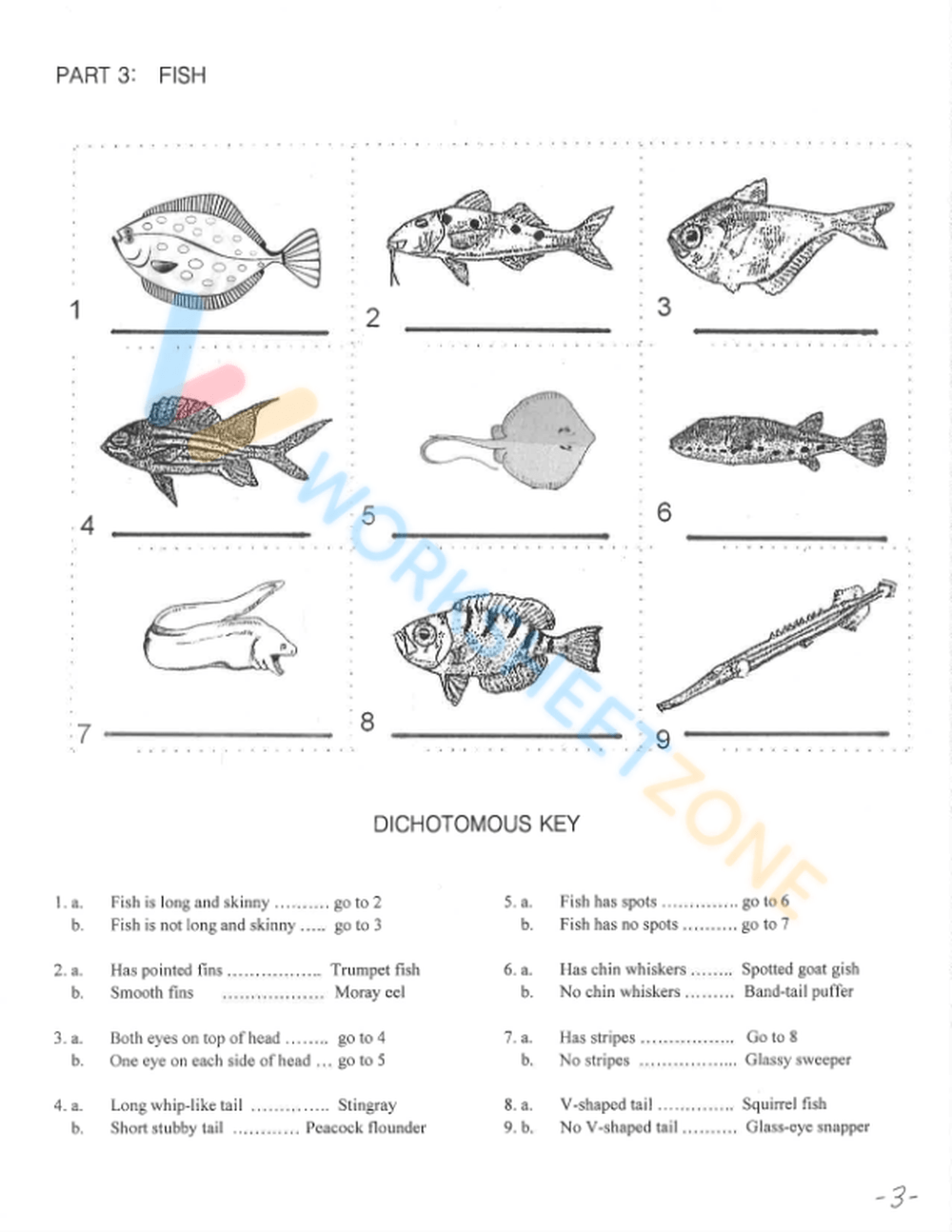 Free Printable Dichotomous Key Worksheet Collection Worksheets Library