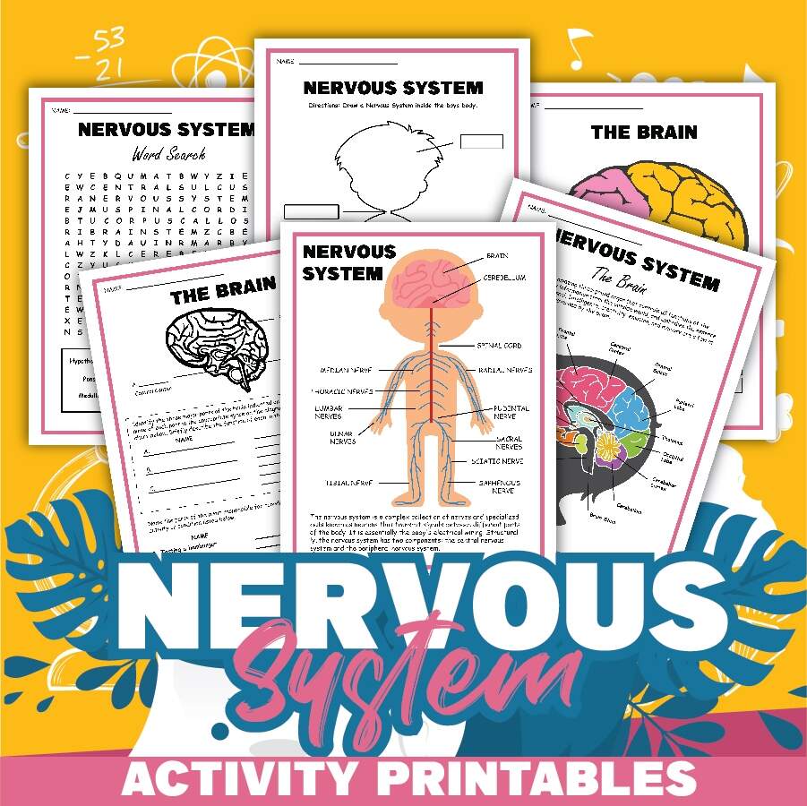 Life Cycles Worksheets Workybooks