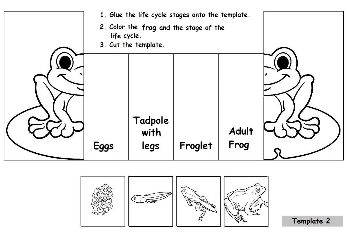 Frog Life Cycle Printable PDF Foldable Frog Life Cycle Learning Activity For Kids Montessori Material Mini Nature Study Foldable Kids Craft Etsy Ireland Frog Life Cycle Printable PDF Foldable Frog Life Cycle Learning Activity For Kids Montessori Material Mini Nature Study Foldable Kids Craft Etsy Ireland