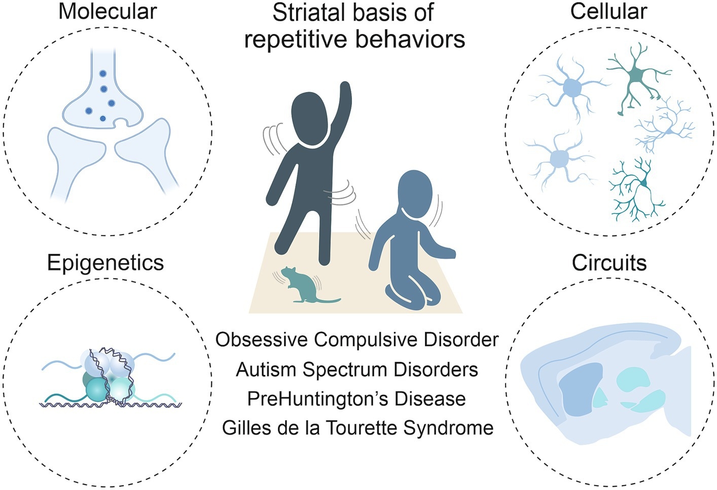 Frontiers Striatal Insights A Cellular And Molecular Perspective On Repetitive Behaviors In Pathology