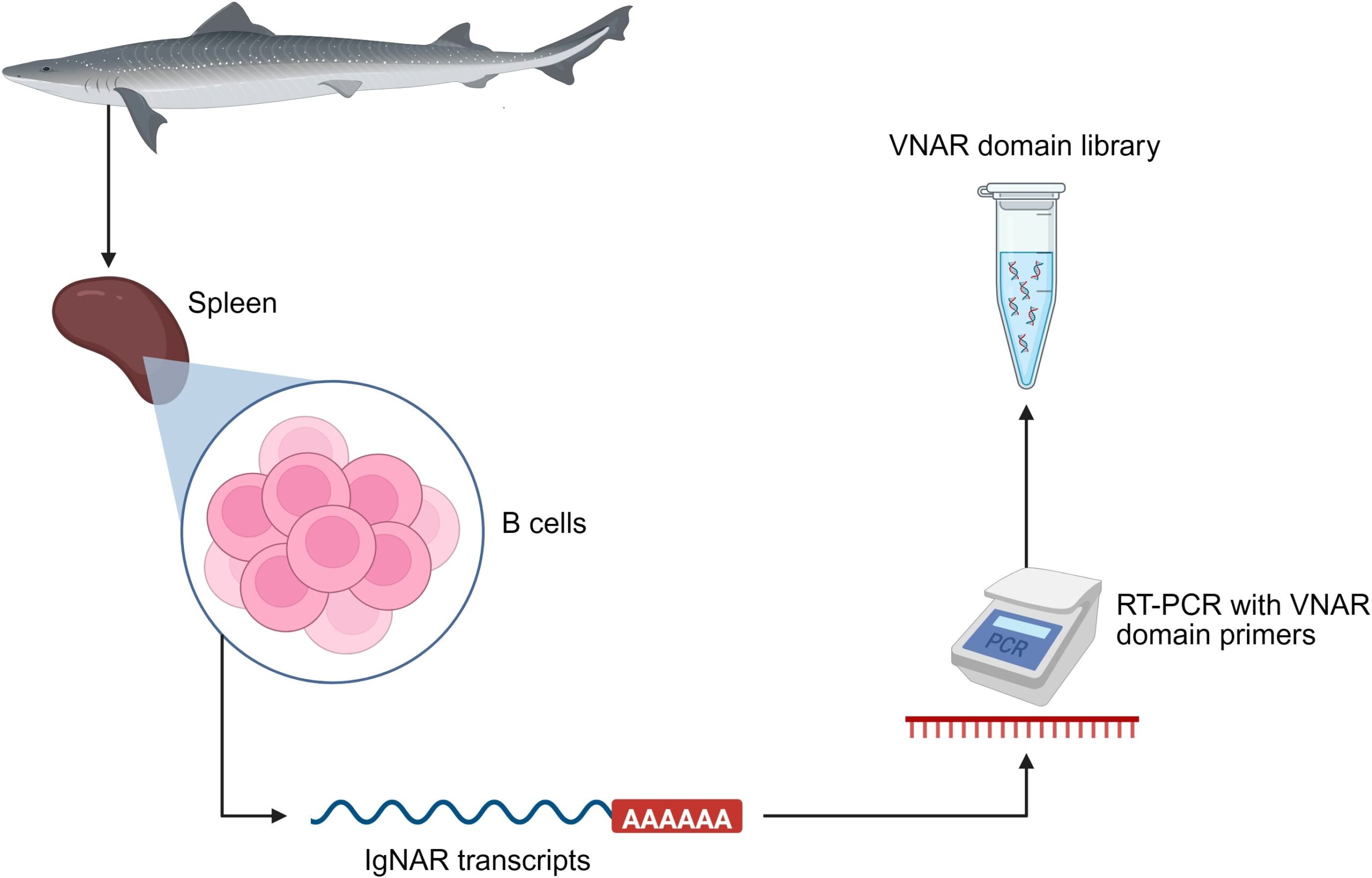 Frontiers VNAR Shark Single Domain Antibodies For The New Era Of Medical Biotechnology Frontiers VNAR Shark Single Domain Antibodies For The New Era Of Medical Biotechnology