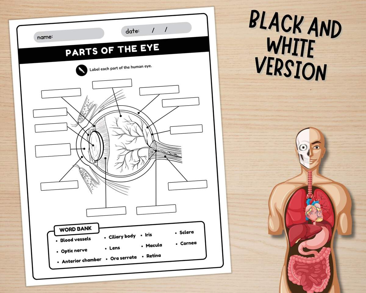 Human Eye Parts Labeling Worksheet Anatomy Of The Eye Parts Of The Human Eye Worksheets Instant Download Printable PDF Etsy