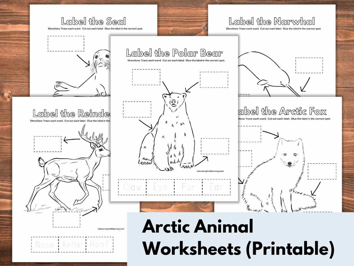 Label The Arctic Animal Worksheets Nature Inspired Learning Label The Arctic Animal Worksheets Nature Inspired Learning
