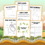Life Cycle Of A Bean Plant Little Bins For Little Hands