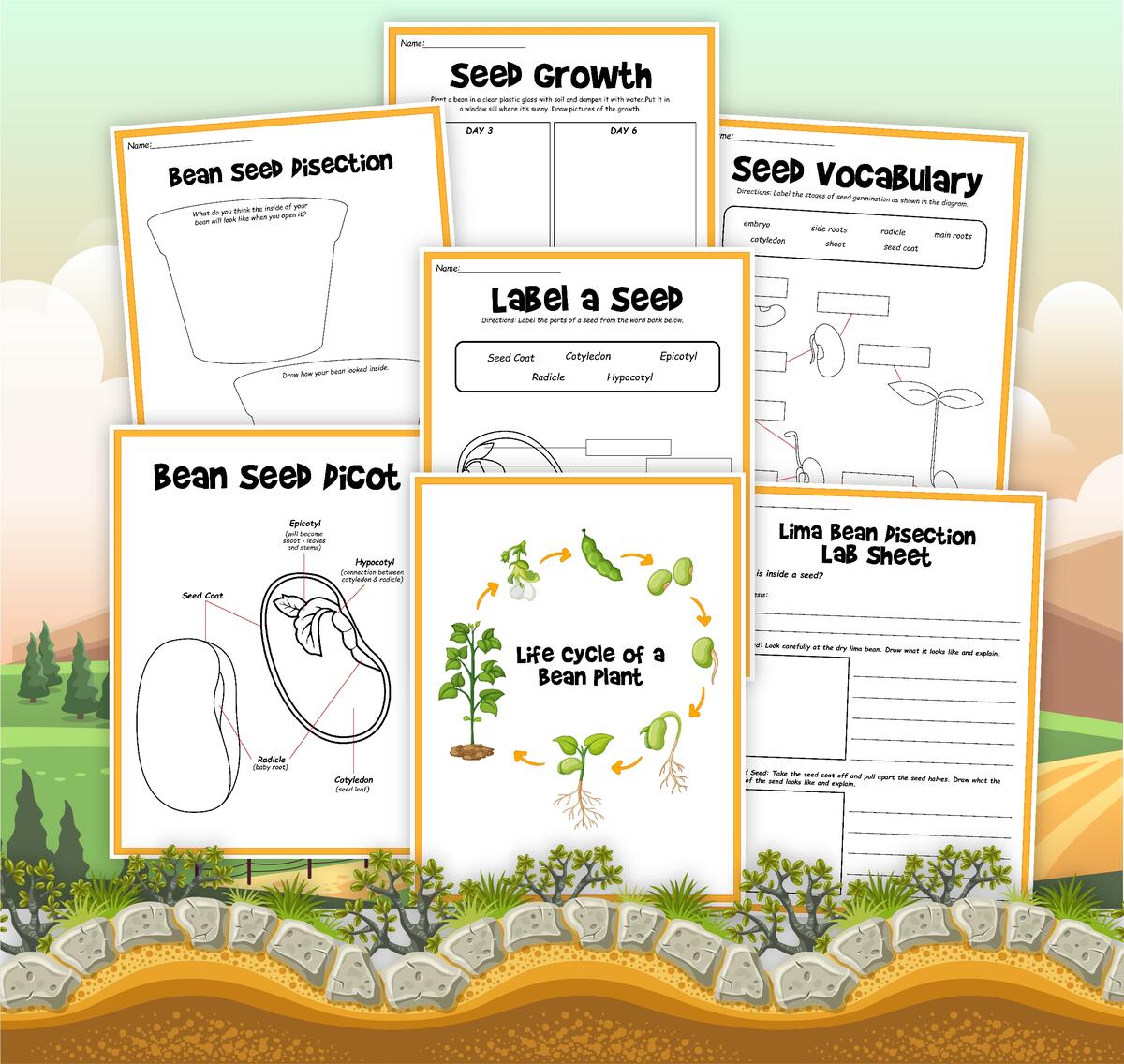 Life Cycle Of A Bean Plant Little Bins For Little Hands Life Cycle Of A Bean Plant Little Bins For Little Hands