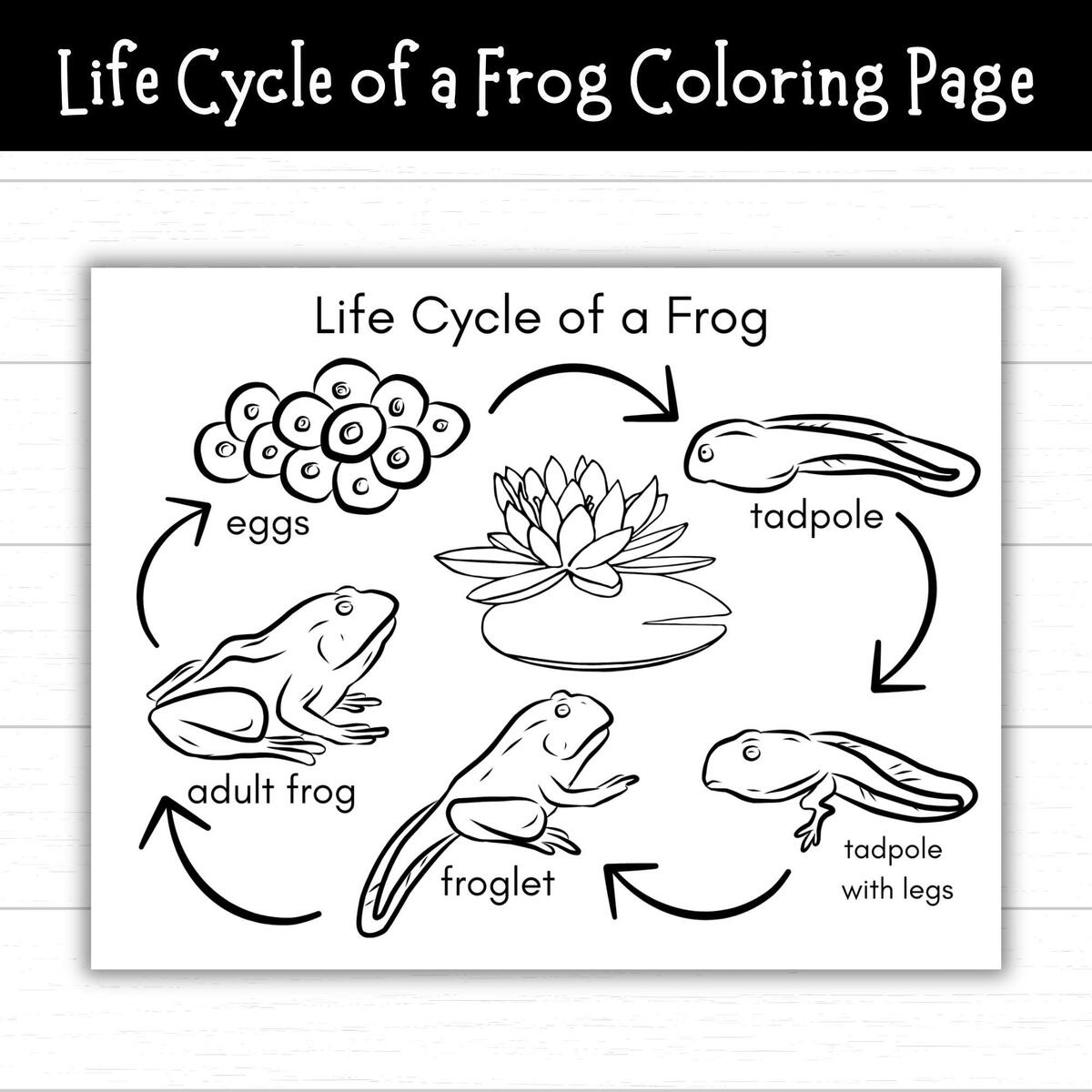 Life Cycle Of A Frog Coloring Page Frog Activities For Kids Frog Printable Frog Life Cycle Craft Pond Life Frog Science Nature Craft Etsy FREE Printable Life Cycle Of A Frog Worksheets