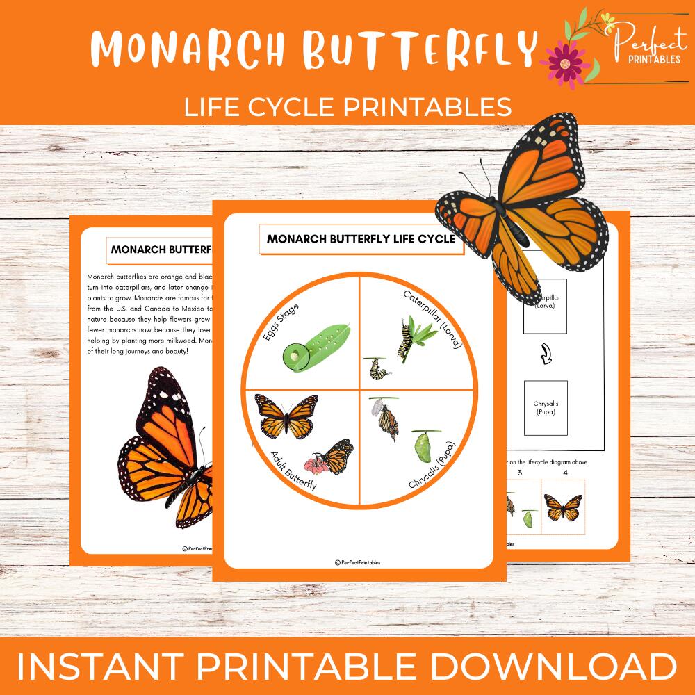 Life Cycle Of A Monarch Butterfly Butterfly Diagram Unit Study By Teach Simple