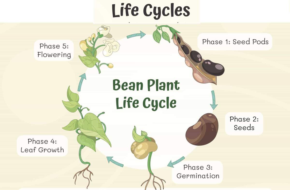 Life Cycles Worksheets Workybooks Life Cycles Worksheets Workybooks