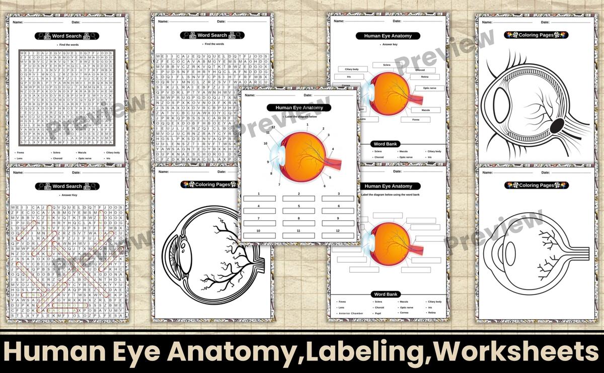 Parts Of The Eye Diagram Worksheet Eye Anatomy Word Seach Coloring Human Body Science Activity Teaching Resources