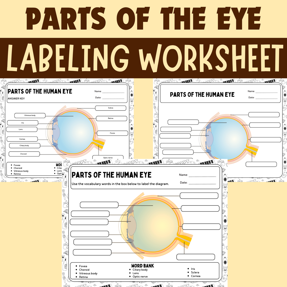 Human Eye Parts Labeling Worksheet Anatomy Of The Eye Parts Of The Human Eye Worksheets Instant Download Printable PDF Etsy