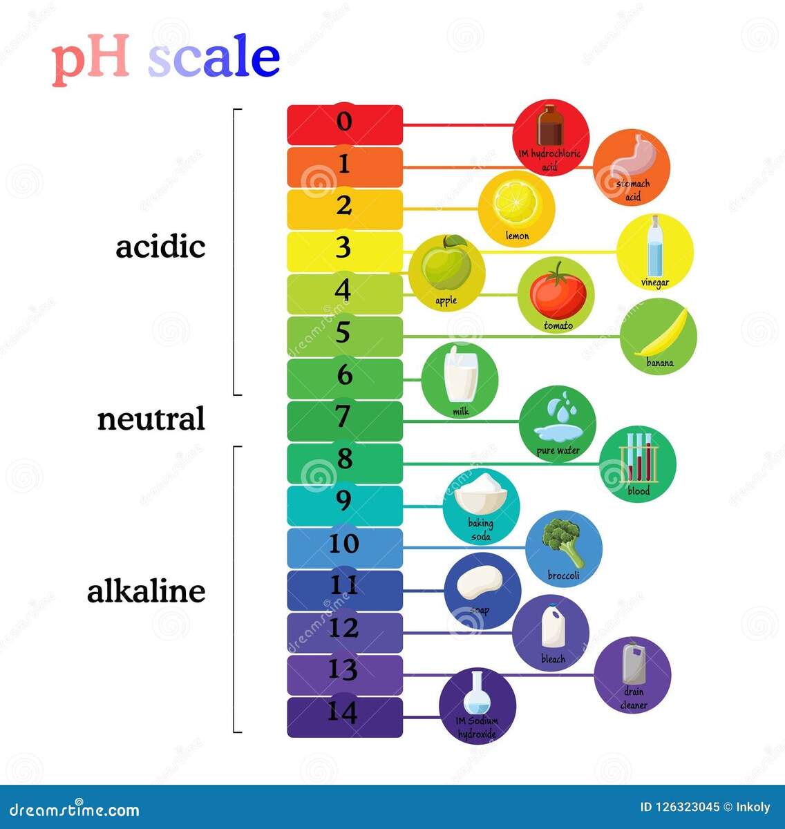 PH Scale Diagram With Corresponding Acidic Or Alkaline Values For Common Substances Food Household Chemicals Stock Vector Illustration Of Scale Bleach 126323045 PH Scale Diagram With Corresponding Acidic Or Alkaline Values For Common Substances Food Household Chemicals Stock Vector Illustration Of Scale Bleach 126323045