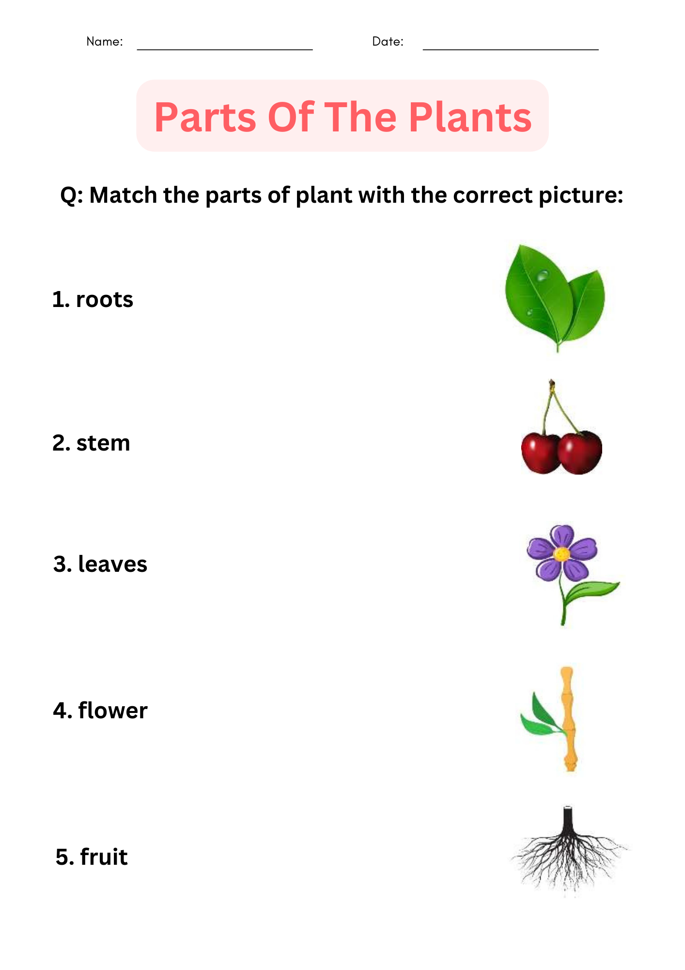 Parts Of A Plant Read And Choose Worksheet For Kindergarten Or ESL Students Free Printable PDF Download Ezpzlearn
