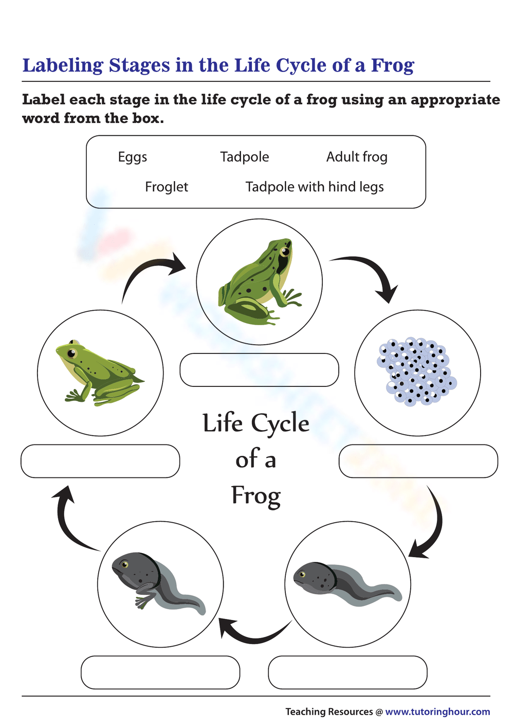 Printable Frog Life Cycle Worksheets Printable Frog Life Cycle Worksheets