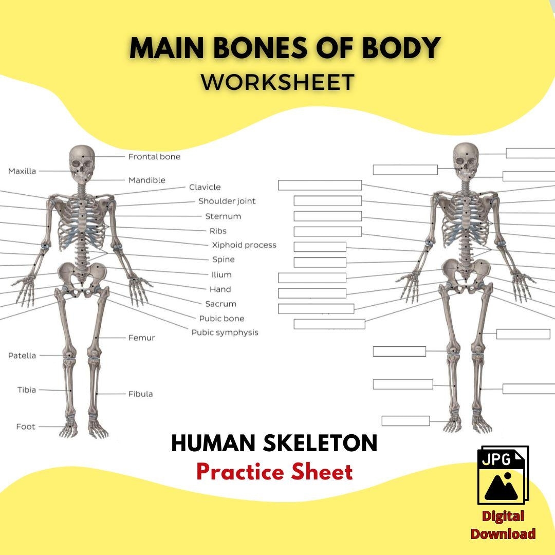 Printable HUMAN SKELETON Worksheet Main Bones Of The Body Study Guide High Quality JPG File Anatomy Practice Sheet Labeled Unlabeled Etsy Skeletal System Major Bones Anatomy Physiology Study Worksheets Digital Download Anterior View Posterior View Etsy