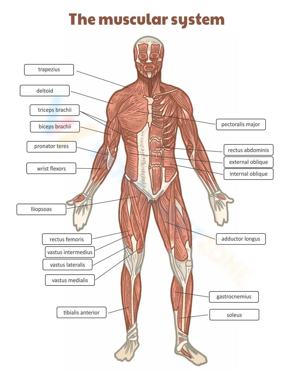 Printable Muscular System Worksheets