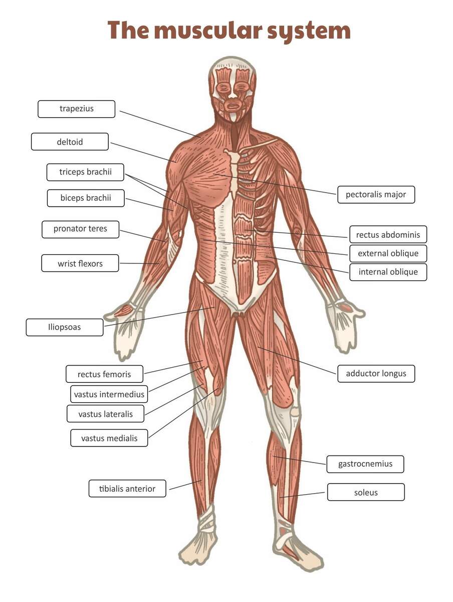 Printable Muscular System Worksheets Printable Muscular System Worksheets