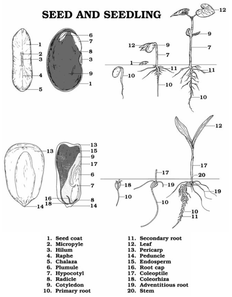 Printable Stages Of Seed Germination Worksheets Free Plant Life Cycle Worksheet For Kids