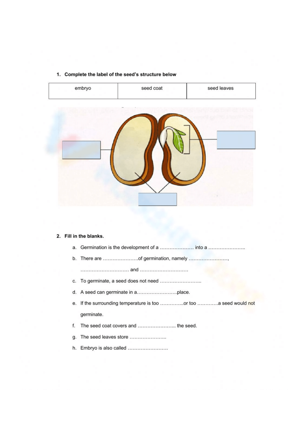 Printable Stages Of Seed Germination Worksheets