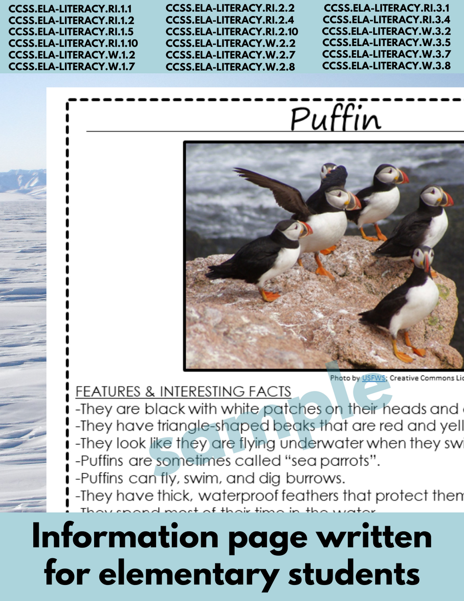 Puffin Non fiction Article To Write Informational Animal Reports 1st 2nd 3rd Made By Teachers