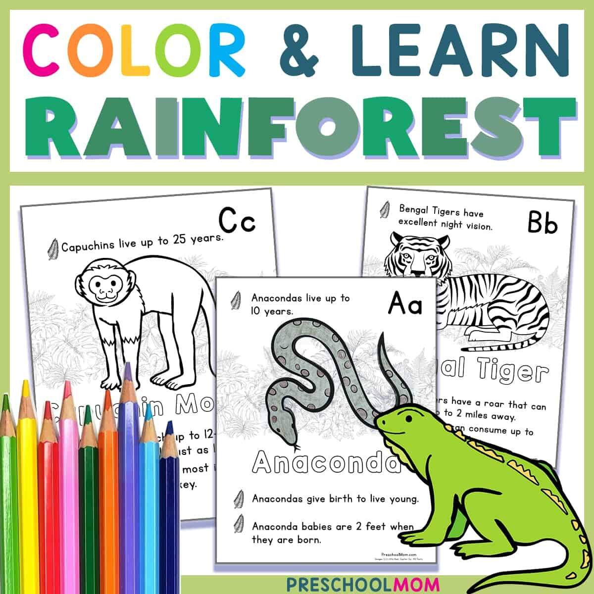 Rainforest Animals Archives Preschool Mom Rainforest Animals Archives Preschool Mom