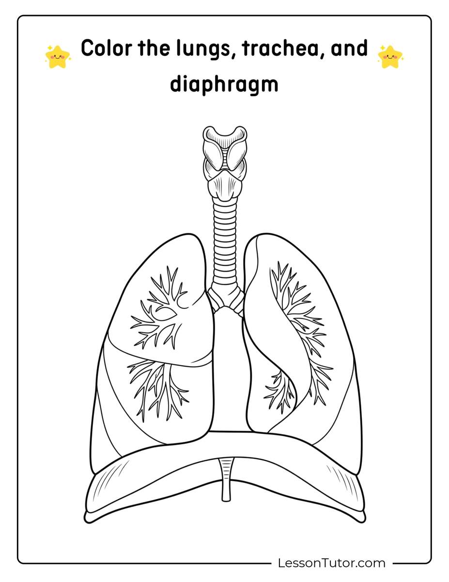 Respiratory System Worksheets Free Coloring Pages PDF Printables And Worksheets Lesson Tutor