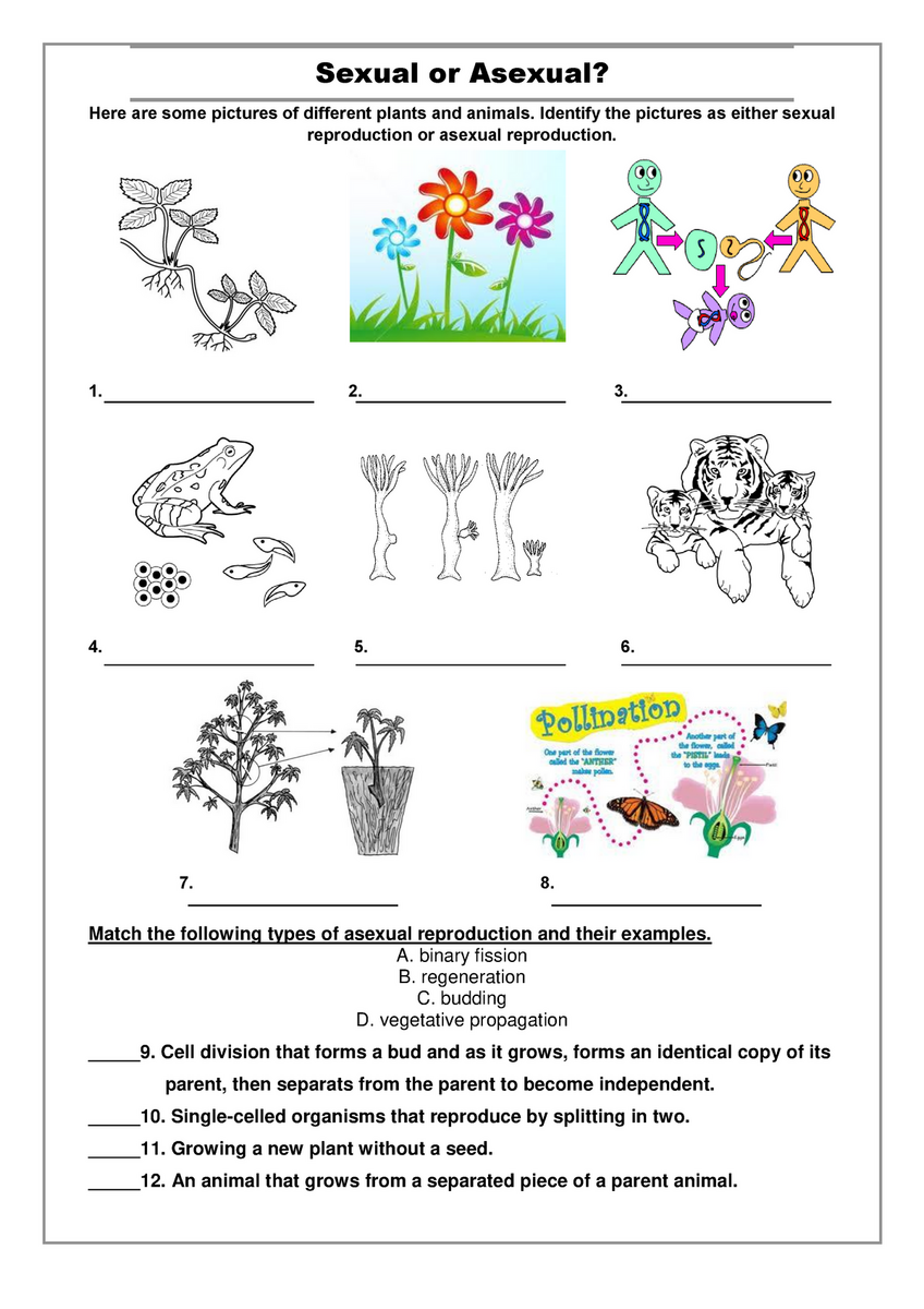 Asexual Vs Sexual Reproduction Worksheet