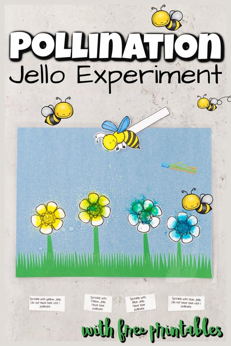Simple Jello Bee Pollination Experiment For Kids