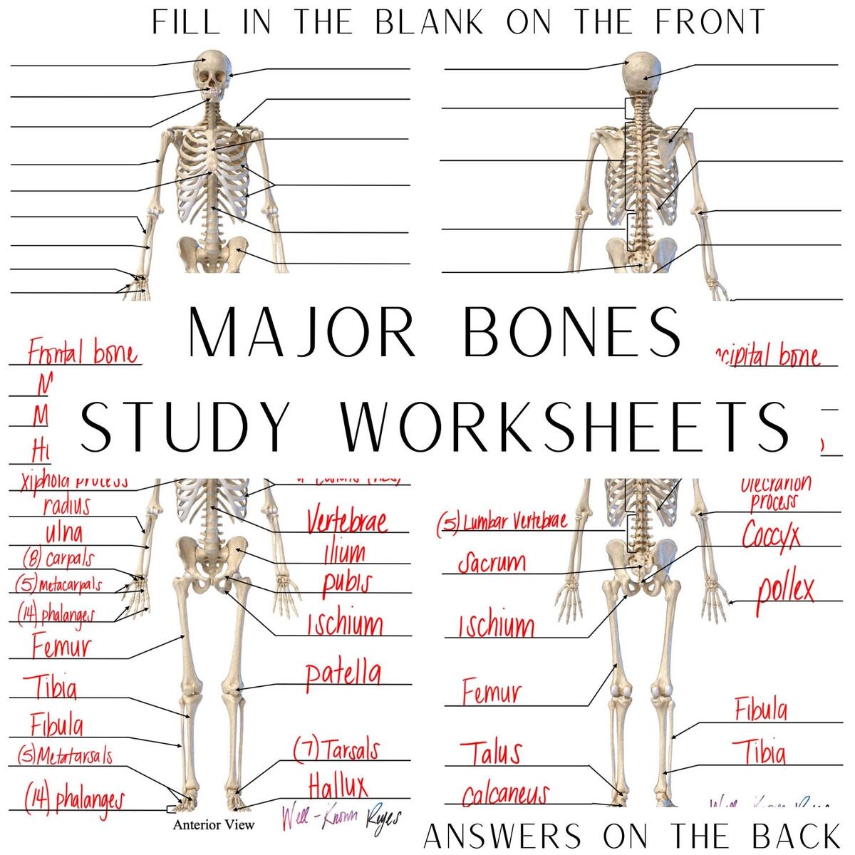Skeletal System Major Bones Anatomy Physiology Study Worksheets Digital Download Anterior View Posterior View Etsy Skeletal System Major Bones Anatomy Physiology Study Worksheets Digital Download Anterior View Posterior View Etsy