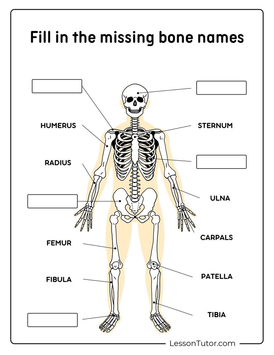 Skeleton System Worksheets Free Coloring Pages PDF Printables And Worksheets Lesson Tutor Human Skeletal System Worksheet Coloring Page Free Printable