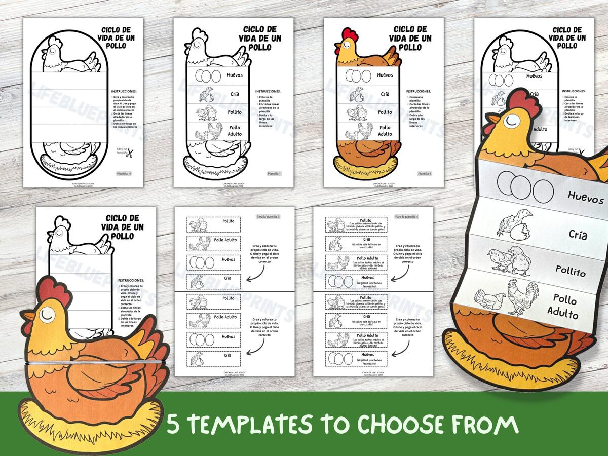 SPANISH Bird Life Cycle Bundle Of 6 Templates Duck Chicken Penguin Parrot Learning Activity For Kids A4 Digital Download Etsy Education Logic Game For Preschool Kids Chicken Life Cycle Arrange In Order Printable Worksheet Children Funny Riddle Entertainment Ilustraciones Svg Vectoriales Clip Art Vectorizado Libre De Derechos Image 188867129