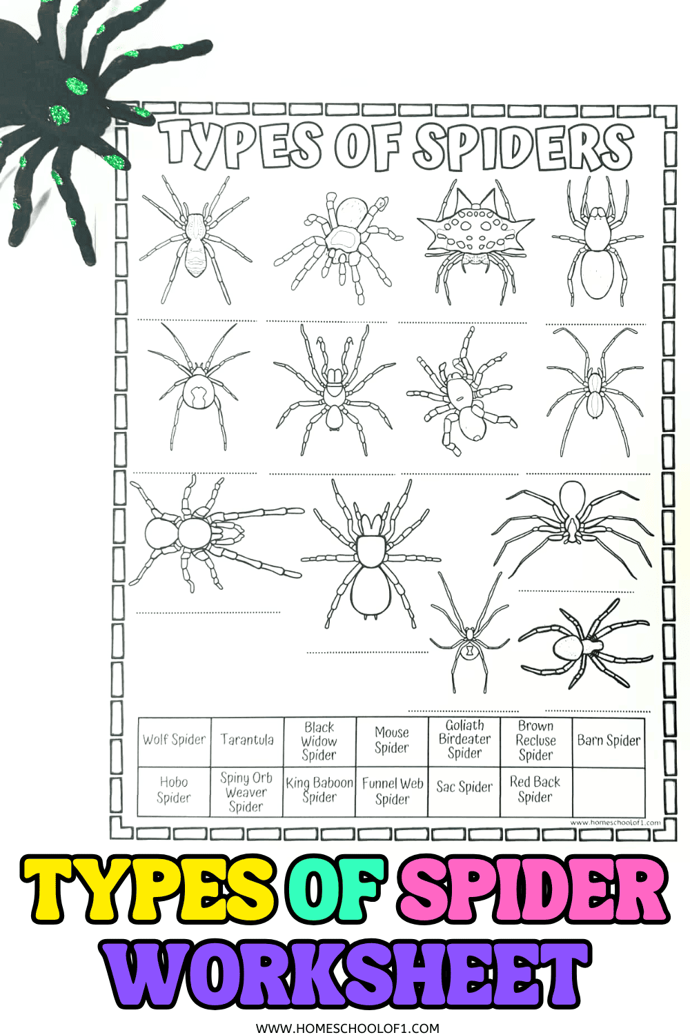 Spider Worksheet For Kids Identify Different Types Of Spiders Spider Worksheet For Kids Identify Different Types Of Spiders